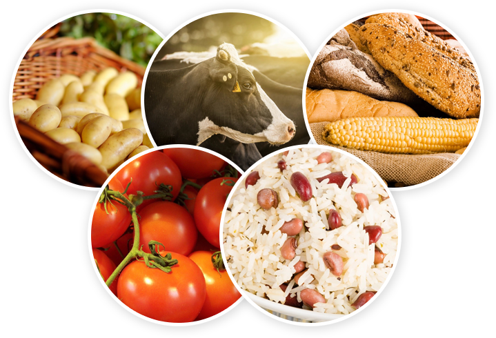 A collage of different foods including tomatoes, corn and pasta.